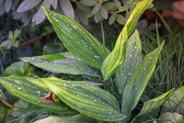 Green Yellow Hosta Leafs Flatly Exotic Plants Commonly Known Hostas — Stock Photo, Image