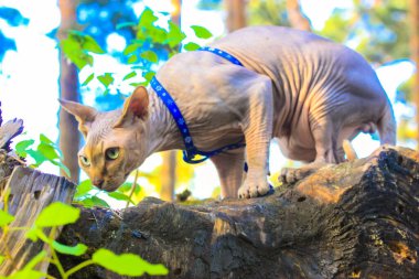 Yeşil gözlü güzel bir Kanadalı Sphynx kedisi güneşli bir günde çam ağacında bir kütüğün üzerinde oturuyor. Bir evcil hayvanla yürümek, kediyle dünyayı keşfetmek. Mavi tasmalı, kasklı kel bir kedi..
