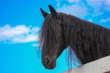 Mavi gökyüzüne karşı uzun yeleli güzel bir kuzgun atı duruyor..