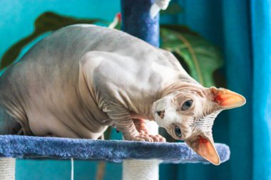 Kanadalı Sphynx kedisi komik bir şekilde tırmalama direğinde oturuyor..