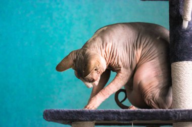 Kanadalı Sphynx kedisi bir şeyle oynuyor, bir tırmalama direğinde oturuyor..