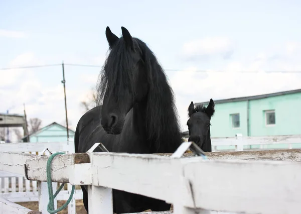 Грайливий Чорний Лоша Матір Кінь Пасовищі Маленький Кінь Стоїть Біля — стокове фото