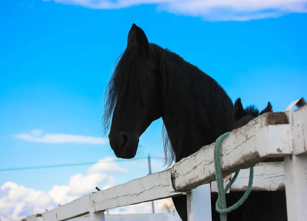 Un potro con un caballo madre en un hipódromo. Animales de granja en un corral, cielo azul. — Foto de Stock