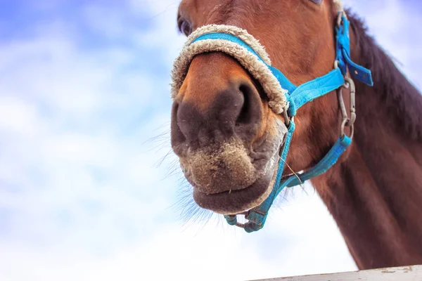 Un retrato de caballo marrón divertido contra un cielo azul, brida royendo. Nariz y boca. — Foto de Stock