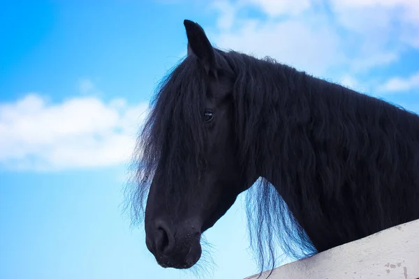 Vacker korp häst med lång man står i en fålla mot en blå himmel. — Stockfoto