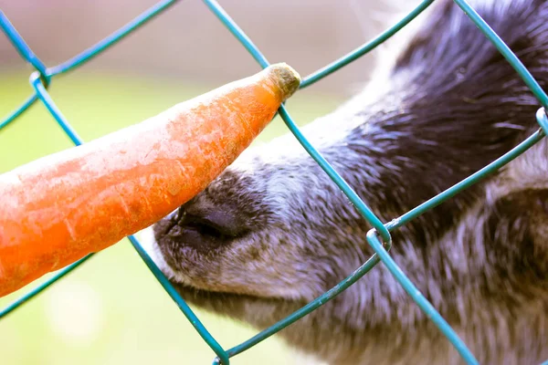 Alimentar Una Cabra Con Una Zanahoria Imagen Divertida Una Cabra — Foto de Stock