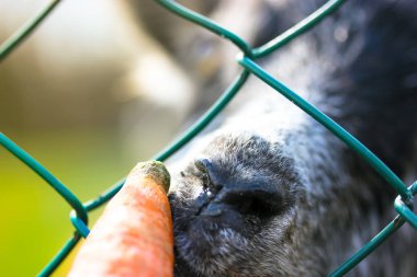 Bir keçiyi havuçla beslemek. Hayvanat bahçesinde gri bir keçinin çitin arkasından ziyaretçilerin elinden havuç yediği komik bir resim. Keçi ağızlık yakın çekim. Bir çiftlik arazisi. Sıcak sinematik filtre. 