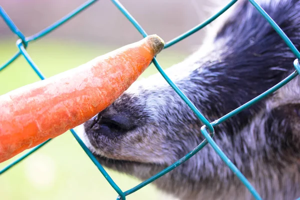 Feeding a goat with a carrot . Funny picture of a gray goat in a zoo eating carrots from the hands of visitors out from behind a fence. The goat\'s muzzle close-up. A farmland. Warm cinematic filter.