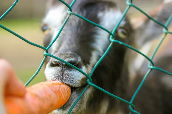Alimentar Una Cabra Con Una Zanahoria Imagen Divertida Una Cabra — Foto de Stock