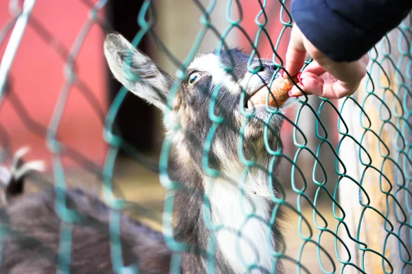 Feeding a goat with a carrot. Funny picture of a gray goat in a zoo eating carrot from the hands of visitors out from behind a fence. The goat's muzzle close-up. A farmland. Warm cinematic filter.