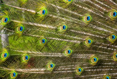 Çok renkli mavi tavus kuşu tüyleri yakın plan. Tavus kuşunun kuyruğunun arka planı ve dokusu. Sıcak sinematik filtre. Yüksek kalite fotoğraf