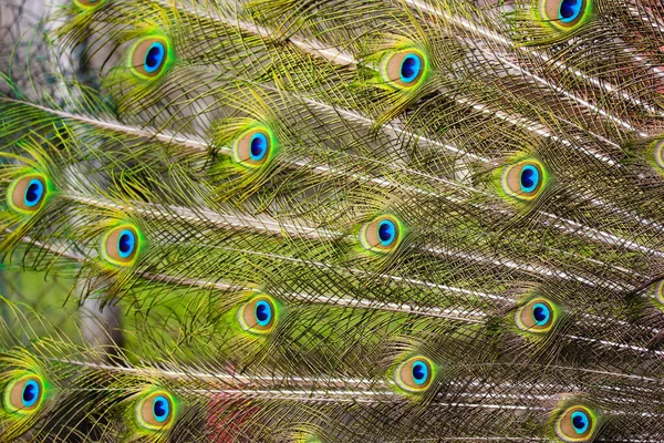 Penas Pavão Azuis Verdes Multicoloridas Close Fundo Textura Cauda Pavão — Fotografia de Stock