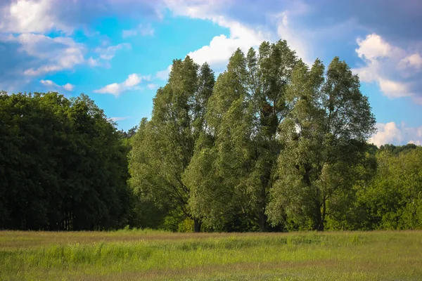 Temperate Broadleaf Mixed Forest Natural Spring Summer Landscape Green Trees — Stock Photo, Image