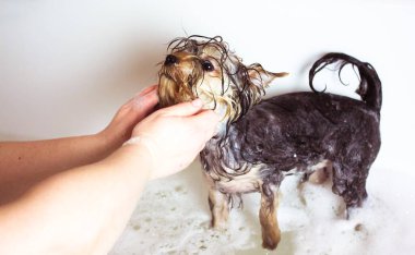 Şirin küçük Yorkshire Terrier köpeği banyo yapıyor. Sahibi köpeğini şampuan, sabun ve suyla yıkar. Hayvan bakımı. Köpeğin hijyeni ve temizliği. Güzel küçük köpek küvette ıslak..