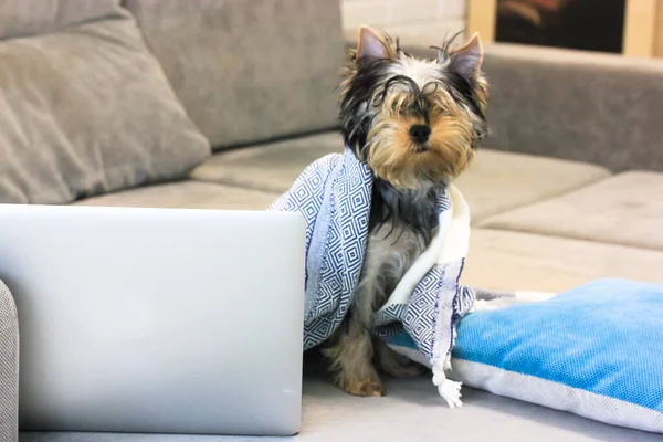 可爱的约克郡小猎犬坐在笔记本电脑前灰色沙发上的黑白格子花下 一只宠物在家里工作 一个有趣的动物在现代的内部 狗和商业概念 — 图库照片
