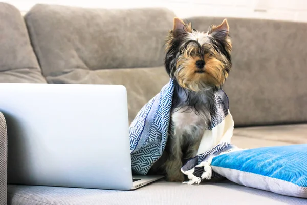 可爱的约克郡小猎犬坐在笔记本电脑前灰色沙发上的黑白格子花下 一只宠物在家里工作 一个有趣的动物在现代的内部 狗和商业概念 — 图库照片