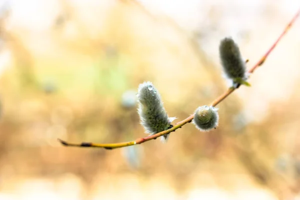 Une Branche Saule Fleurs Gros Plan Contre Ciel Printemps Symbole — Photo