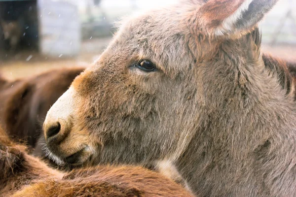 Retrato Burro Doméstico Marrón Bonito Hocico Burro Con Linda Nariz — Foto de Stock