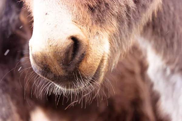 Hocico Burro Doméstico Marrón Cerca Bonita Nariz Burro Con Bigote — Foto de Stock