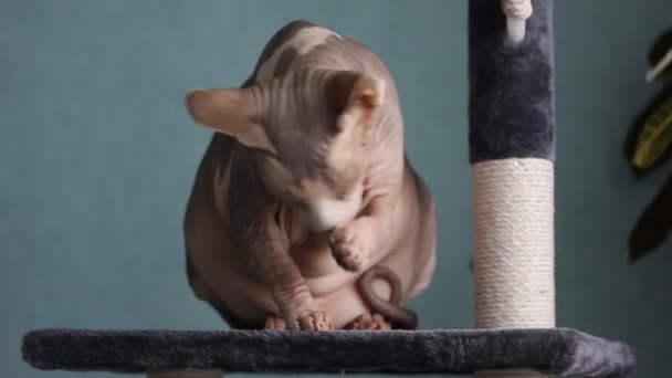 Piękny Szary Łysy Kanadyjski Kot Sphynx Siedzi Drapaczu Myje Pysk — Wideo stockowe