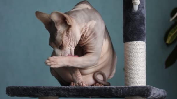 Beautiful Gray Bald Canadian Sphynx Cat Sits Scratching Post Washes — Stock Video