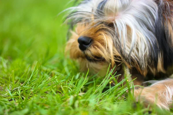 Portrait Cute Yorkshire Terrier Puppy Lying Green Grass Spring Meadow — Stock Photo, Image