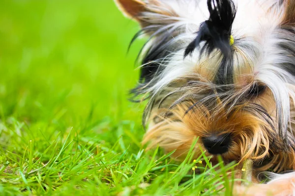 Portret Van Een Schattige Yorkshire Terrier Puppy Liggend Een Groen — Stockfoto