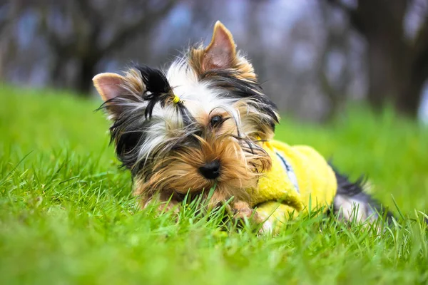 Portrait of a cute Yorkshire Terrier puppy with ponytail in green sweater lying on a grass in a meadow, chewing on a stick. Funny fluffy puppy biting something. Dog gnawns a wooden stick. Funny dog.