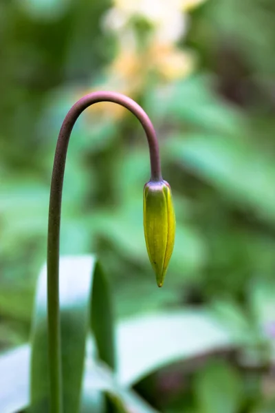 A yellow closed flower bud of snowdrop in bloom, narrow green leaves on blurry park forest green background. Downward facing flower of the Galanthus nivalis, symbol of the beginning of spring season.
