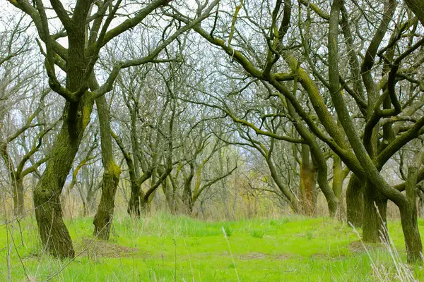 Egy Gyönyörű Tavaszi Almás Gyümölcsöskert Levelezetlen Elágazó Fákkal Zöld Fűvel — Stock Fotó