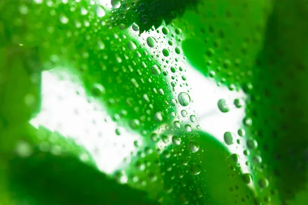 Background Bright Green Leaves Glass Lots Water Dew Drops Summer — Stock Photo, Image