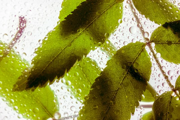 Háttér Élénk Zöld Levelek Mögött Egy Pohár Sok Víz Vagy — Stock Fotó