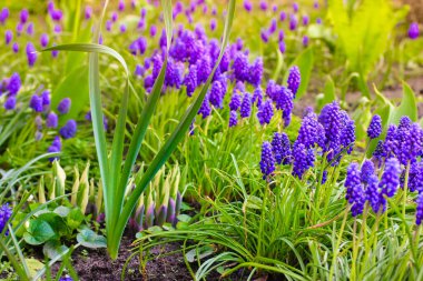Bahar mevsiminde bahçede Mor mavi çiçek açan Fare sümbülü. Yeşil arka planda bir fare sümbülü ya da engerek yayı. Üzüm sümbülü Muscari. Bahçıvanlık. Çiçek doğal arka plan.