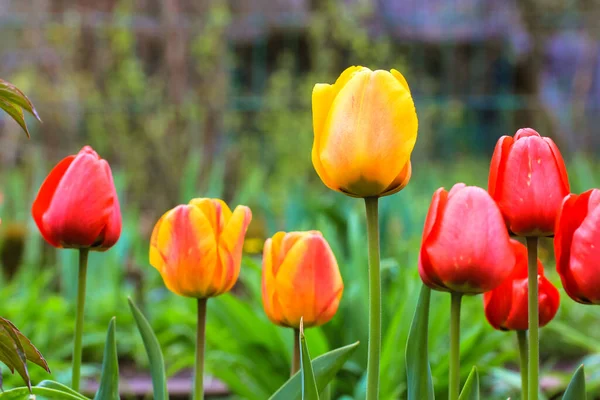 Indah Kuning Dan Merah Mekar Tulip Pada Batang Panjang Pada — Stok Foto