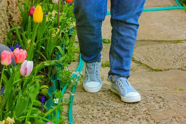 春の庭で一人の女性が花の間を歩く スニーカーとブルージーンズ 目に見えない顔 田舎での休暇 花壇で成長する植物の世話をする 緑色のプラスチック製の散水ホース — ストック写真