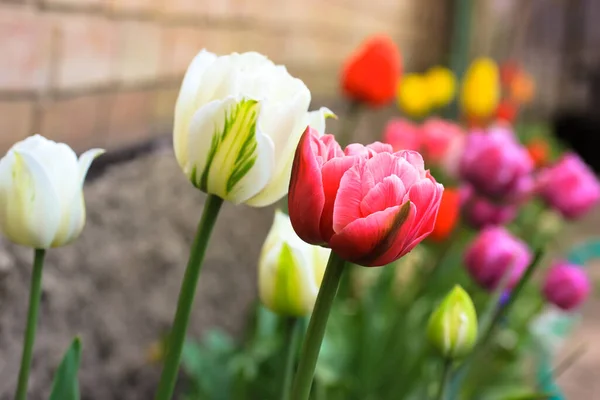 Los Tulipanes Multicolores Crecen Primavera Una Granja Parterre Jardín Casero —  Fotos de Stock