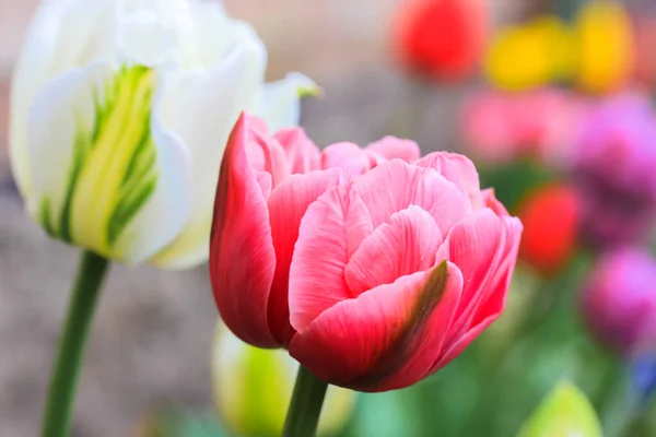 Tulip Berwarna Warni Tumbuh Dengan Cepat Sebuah Rumah Berbunga Atau — Stok Foto