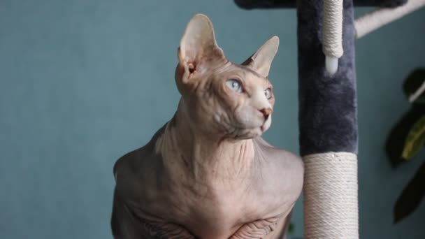 Beautiful Gray Canadian Sphynx Cat Sits Scratching Post Looking Interest — Stock Video
