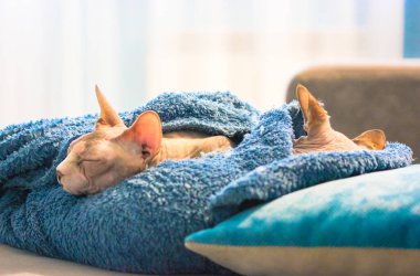 İki Kanadalı Sphynx kedisi yumuşak mavi battaniyenin altında tatlı tatlı uyuyor..