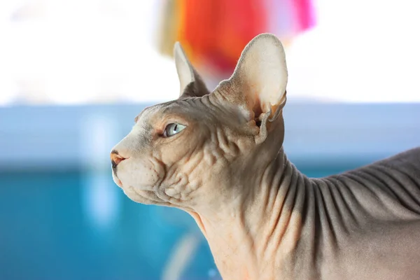 Un gato gris esfinge canadiense doméstico está mirando a la izquierda en casa. Bozal de gato. — Foto de Stock