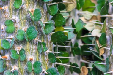 Alluaudia ascendens. Tiny heart-shaped leaves, sharp prickles of a succulent clipart