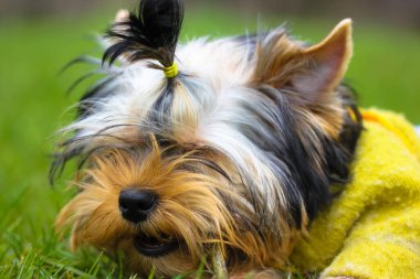 Yeşil kazaklı şirin bir Yorkshire Terrier köpeği çimlerin üzerinde, çubuk çiğniyor.. 