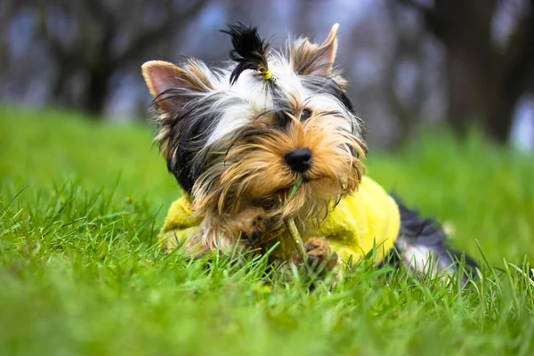 Portrait of a cute Yorkshire Terrier puppy with ponytail in green sweater lying on a grass in a meadow, chewing on a stick. Funny fluffy puppy biting something. Dog gnawns a wooden stick. Funny dog.