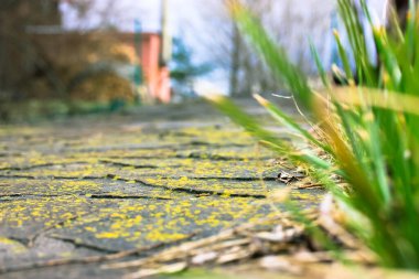 Asfaltlı taş yol, sarı yeşil yosun ile kaplanmış, mesafeye doğru gidiyor. Sulu yeşil çimenler. Yeşil doğal arka plan. Bahçe yolu yakın plan.