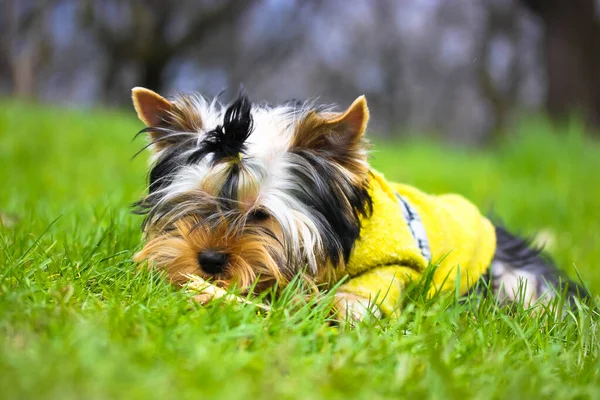 一个可爱的约克郡畸形狗的画像 它穿着绿色毛衣的马尾辫躺在草地上的草地上 咀嚼着一根棍子 有趣的毛绒绒小狗咬东西 狗咬木棍 有趣的狗 — 图库照片