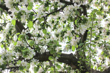 Bahar bahçesinde küçük beyaz çiçeklerle süslenmiş çiçek açan bir elma ağacı, yeşil arka planda bir bahçe. Dalları bükülmüş bir meyve ağacı, güneşli bir günde taze yapraklar. Doğal bahar arkaplanı.