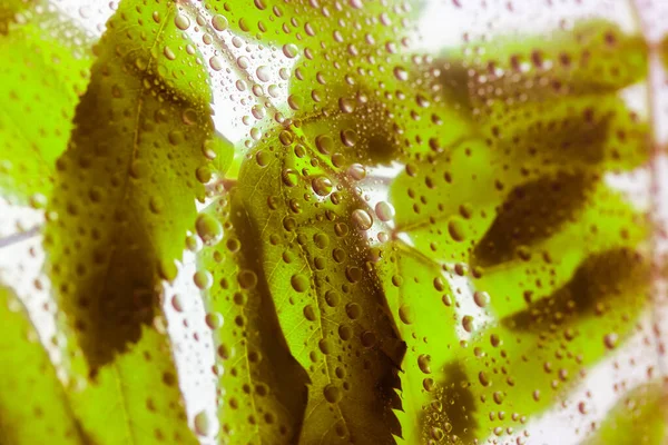 Fundo Folhas Verdes Atrás Copo Com Muita Água Gotas Orvalho — Fotografia de Stock