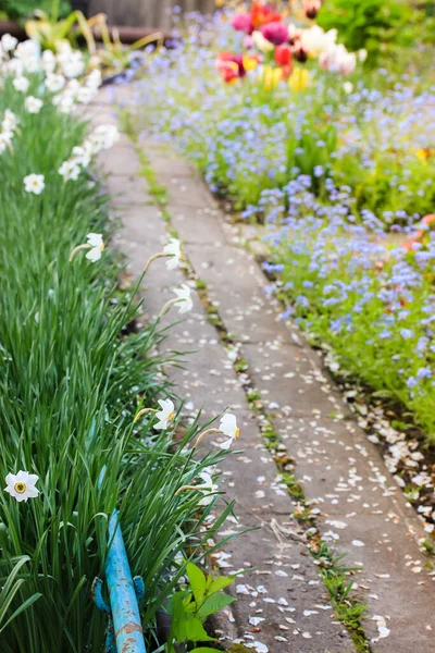 Sentiero Punteggiato Petali Bianchi Giardino Fiorito Fiori Diversi Sono Piantati — Foto Stock