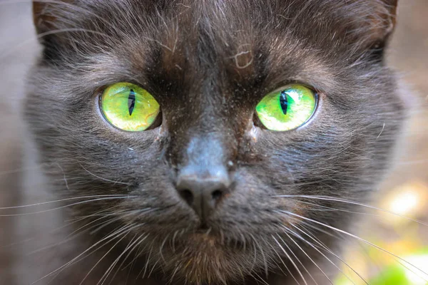Beautiful Fluffy Black Cat Bright Green Eyes Thin Black Pupils — Stock Photo, Image