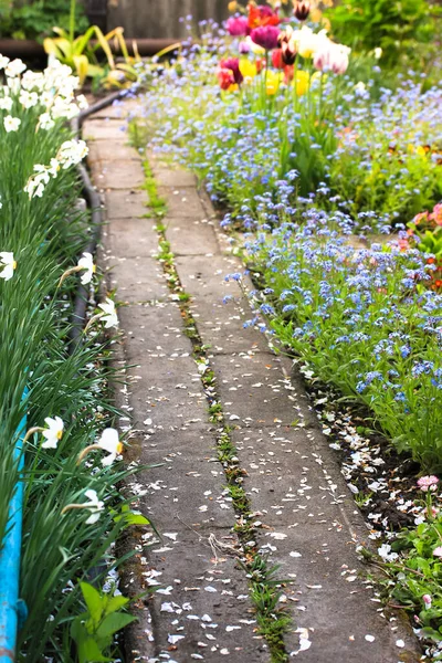 Sentier Parsemé Pétales Blancs Dans Jardin Fleuri Différentes Fleurs Sont — Photo